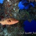 grouper_nassau_rg_lc_h_0220_cay0224.jpg